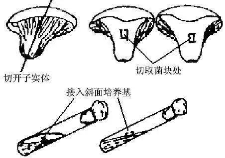 组织分离法