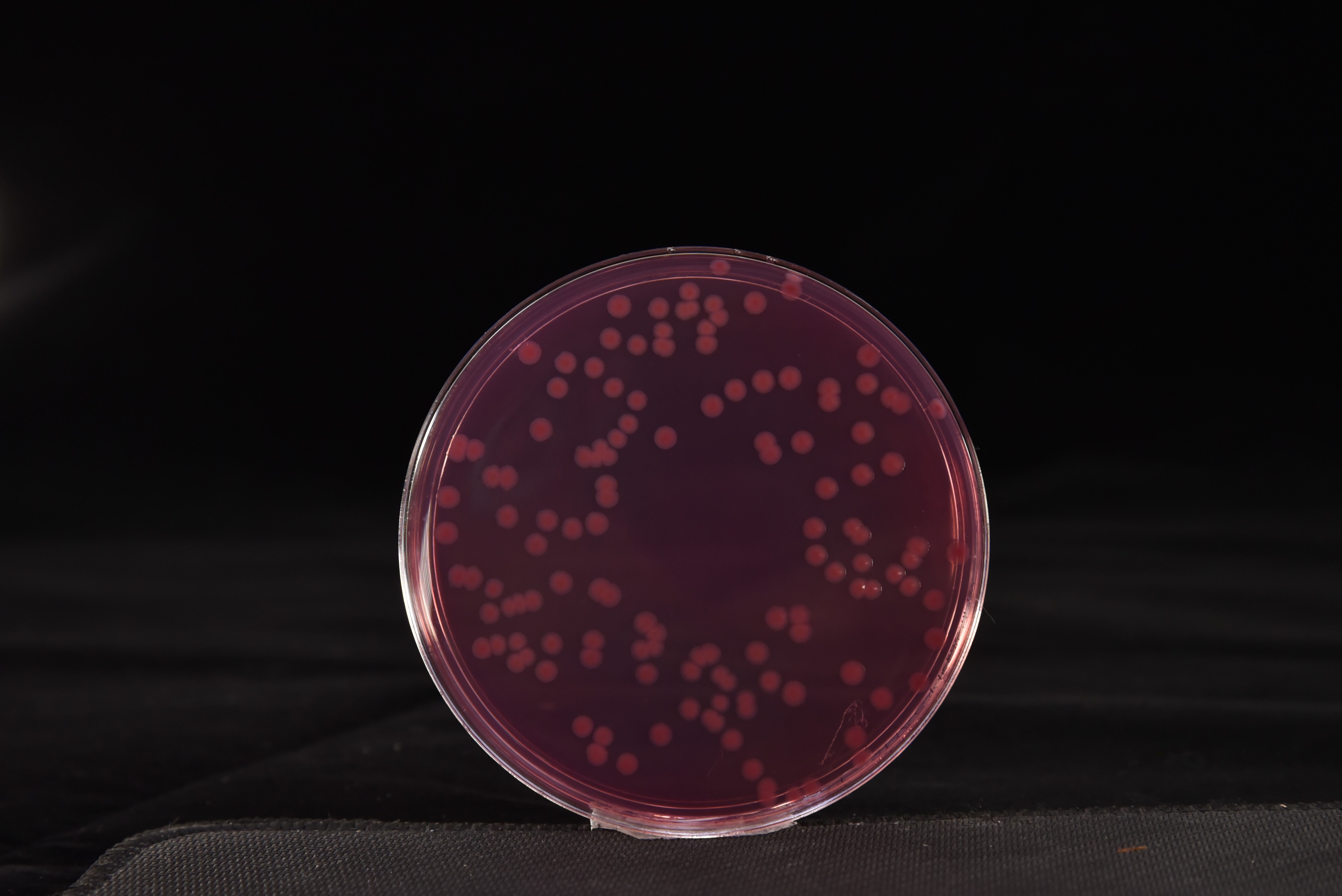 大肠杆菌O157:H7/NM菌落特征
