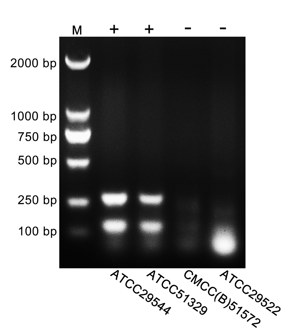 阪崎克罗诺杆菌多重PCR检测试剂盒技术原理