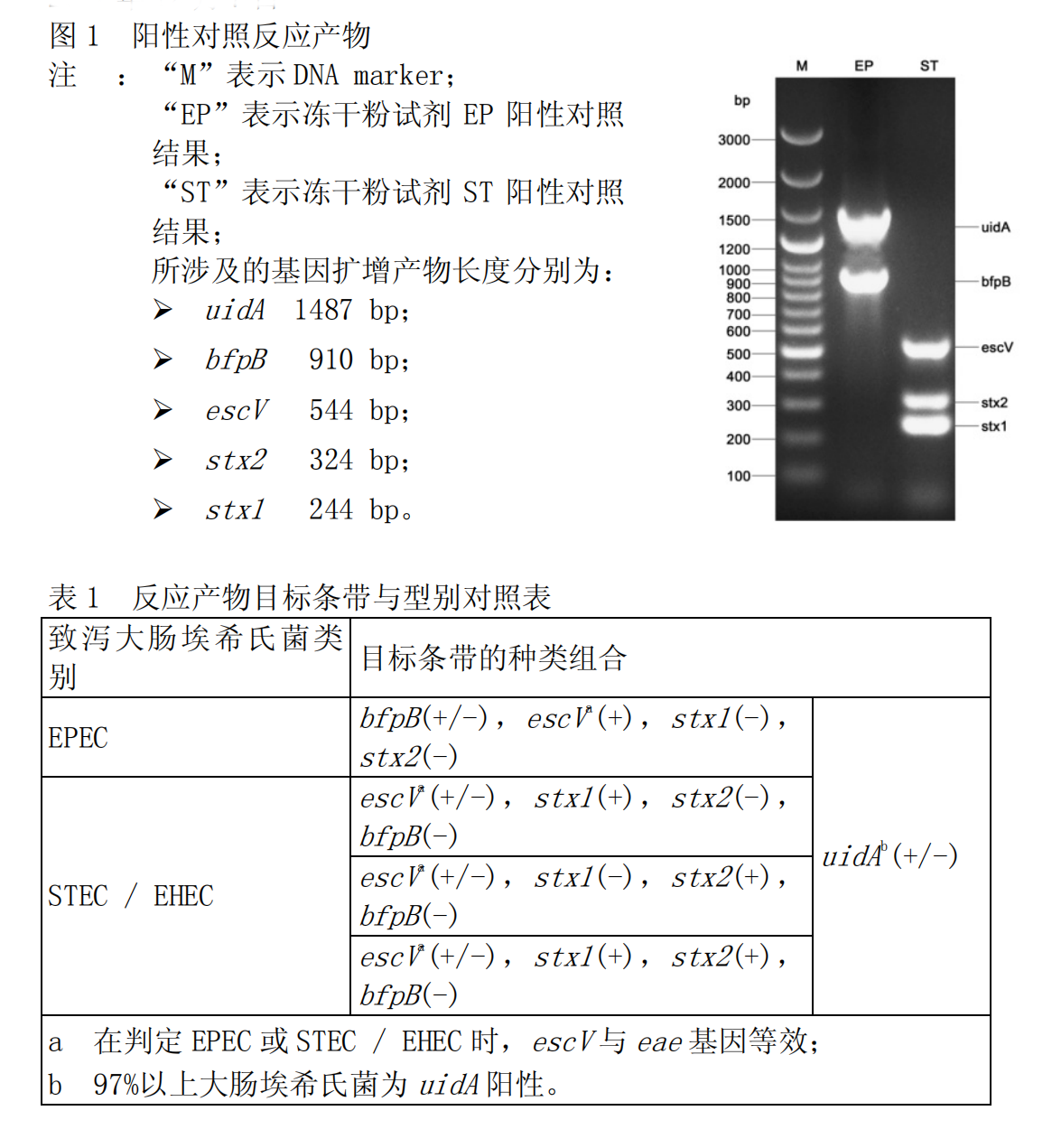 EPEC-STEC-EHEC多重PCR检测试剂盒结果判读