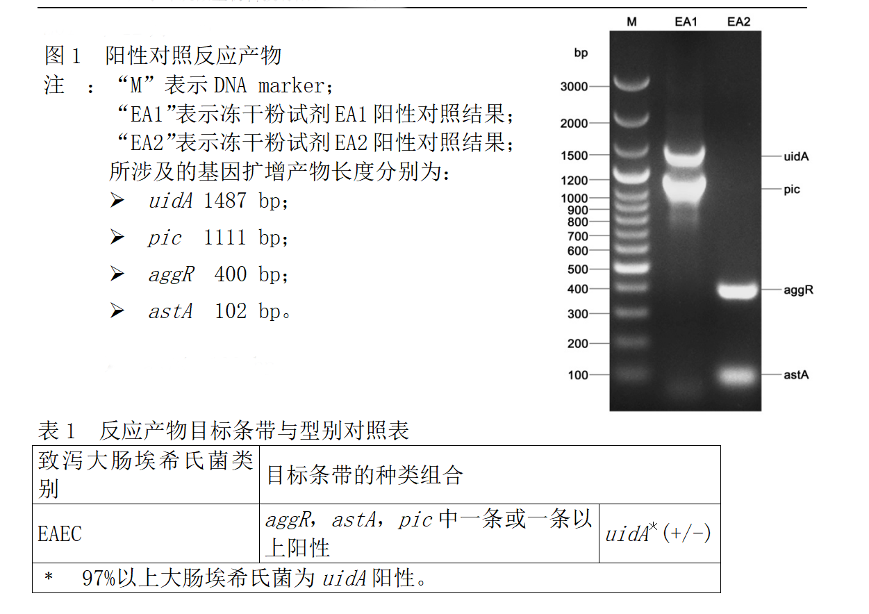 EAEC多重PCR检测试剂盒判读结果