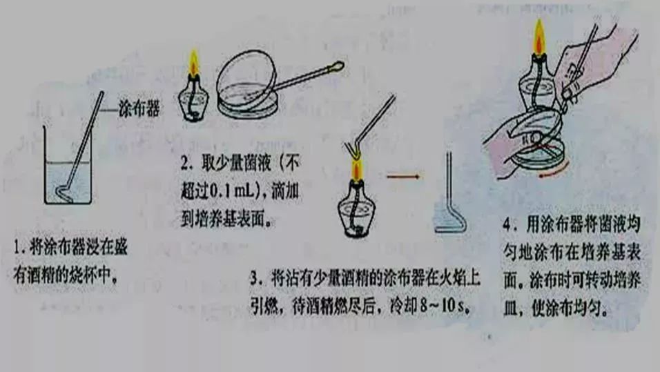 涂布平板操作