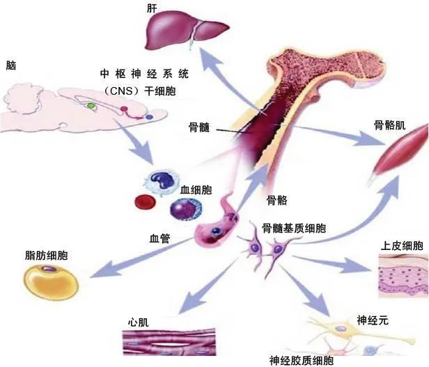 原代细胞