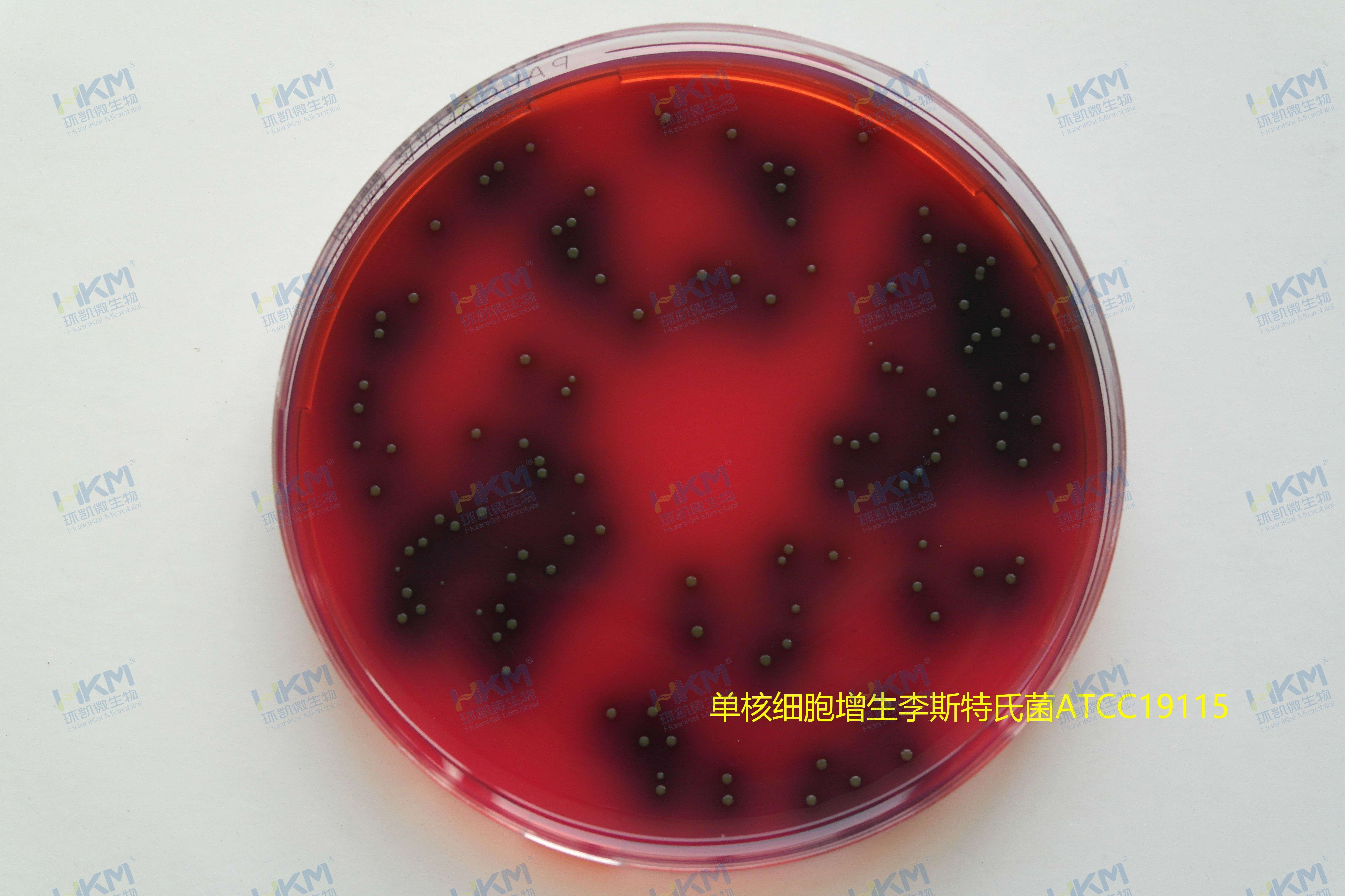 单核细胞增生李斯特氏菌ATCC19115