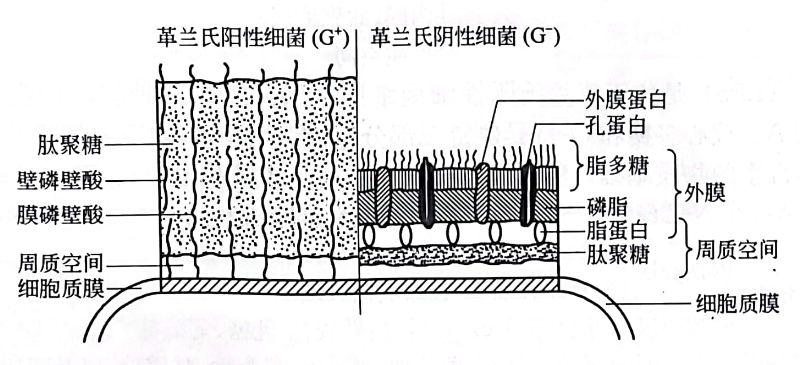 革兰氏阳性菌与阴性细菌细胞壁的比较