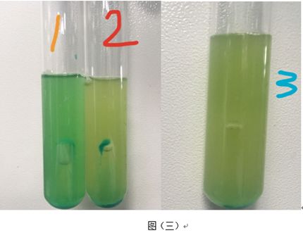 可疑菌落在BGLB中产气情况
