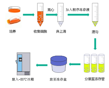 ▲ 使用冻存盒操作示意图