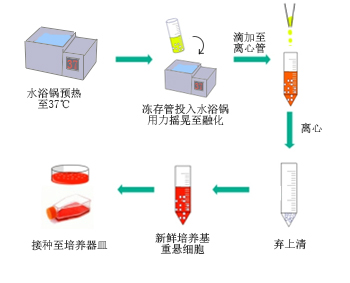 ▲ 细胞复苏操作示意图