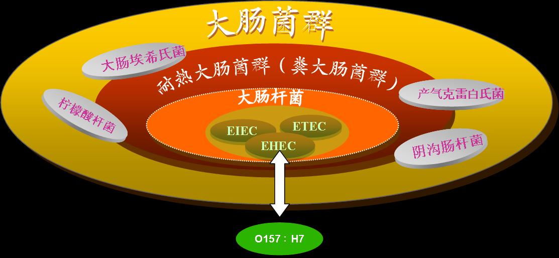 大肠杆菌和大肠菌群