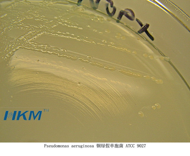 铜绿假单胞菌ATCC9027