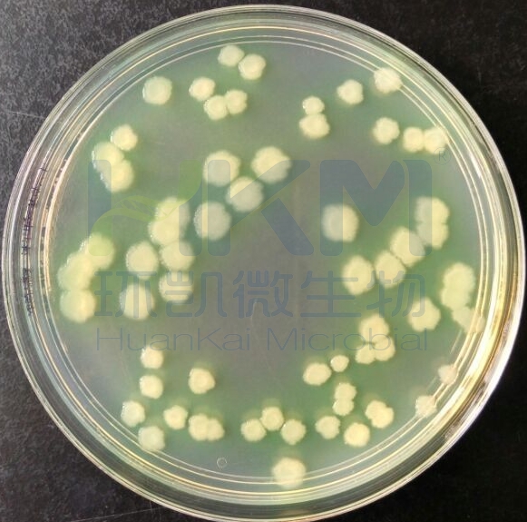 铜绿假单胞菌CMCC(B)10104