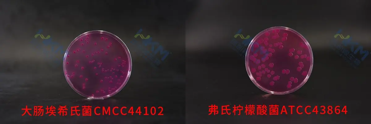 结晶紫中性红胆盐琼脂(VRBA)培养基生物图册