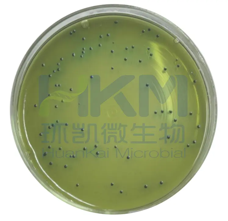 HE琼脂菌落特征——鼠伤寒沙门氏菌ATCC14028