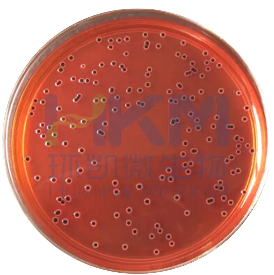 XLD琼脂菌落特征——鼠伤寒沙门氏菌ATCC14028