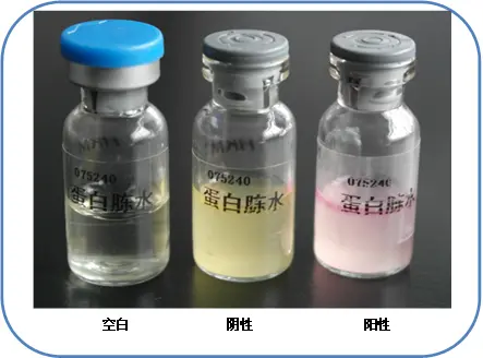 靛基质试验