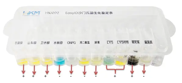 17、EasyID 沙门氏菌生化鉴定盒（接种鼠伤寒沙门氏菌的结果）