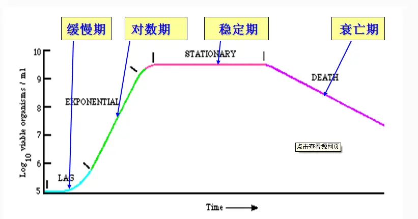 细菌生长周期 细菌生长周期
