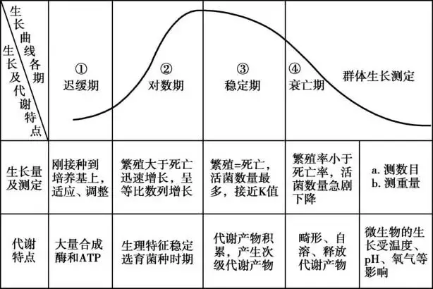 细菌生长周期及代谢特点 细菌生长周期及代谢特点