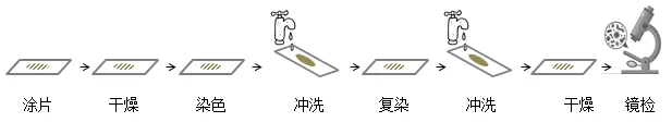 细菌鞭毛染色操作步骤