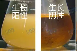 单核细胞增生李斯特氏菌ATCC19115