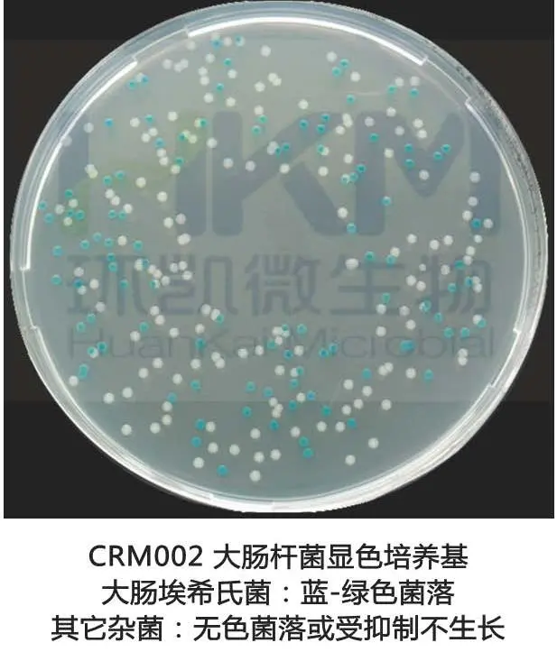 大肠杆菌显色培养基菌落特征
