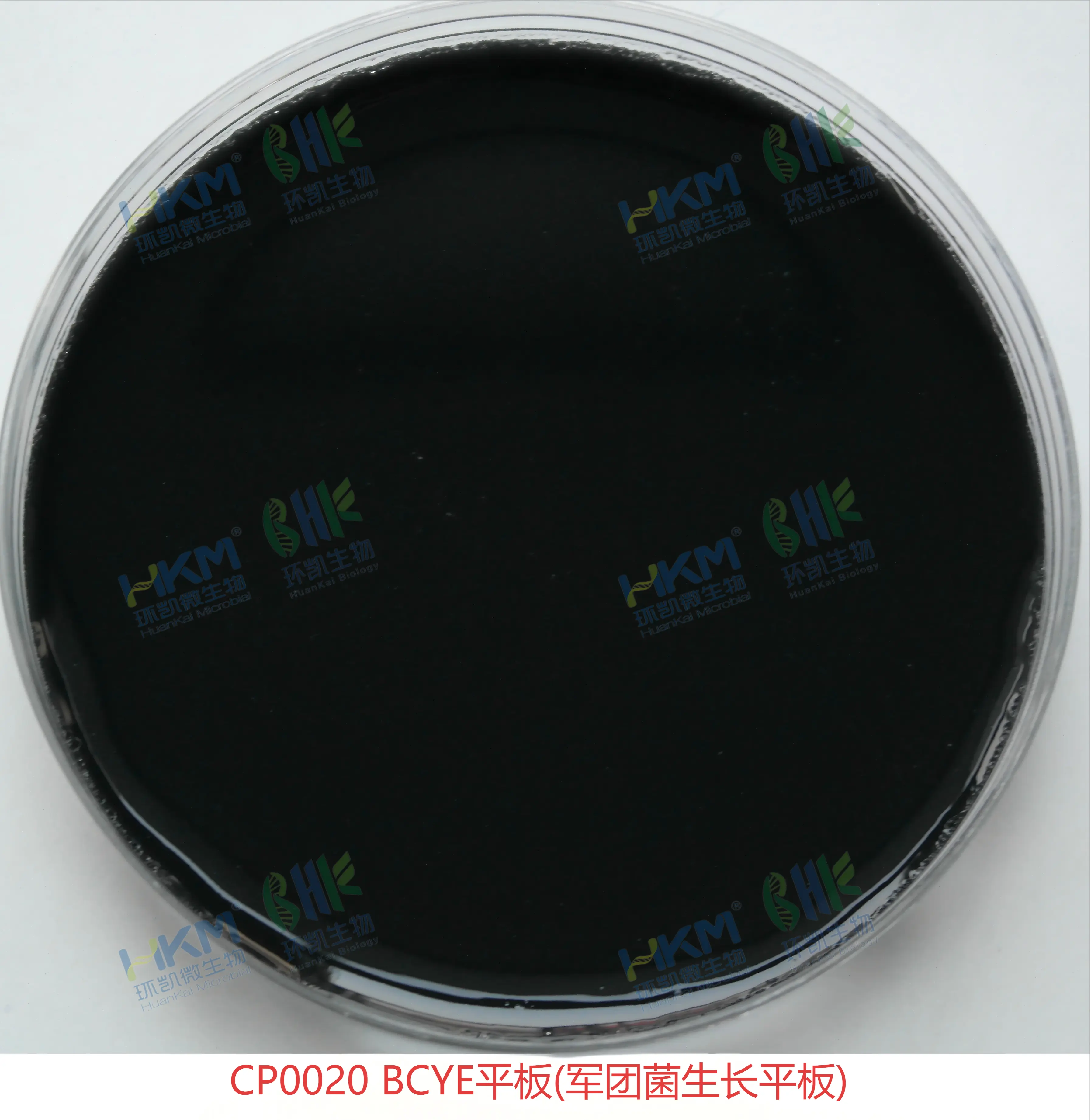 CP0020 BCYE平板(军团菌生长平板)