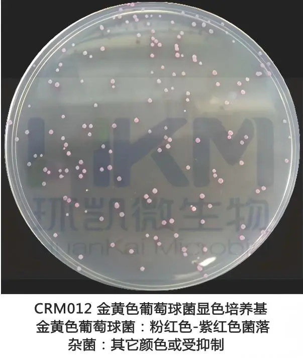 金黄色葡萄球菌显色培养基菌落特征
