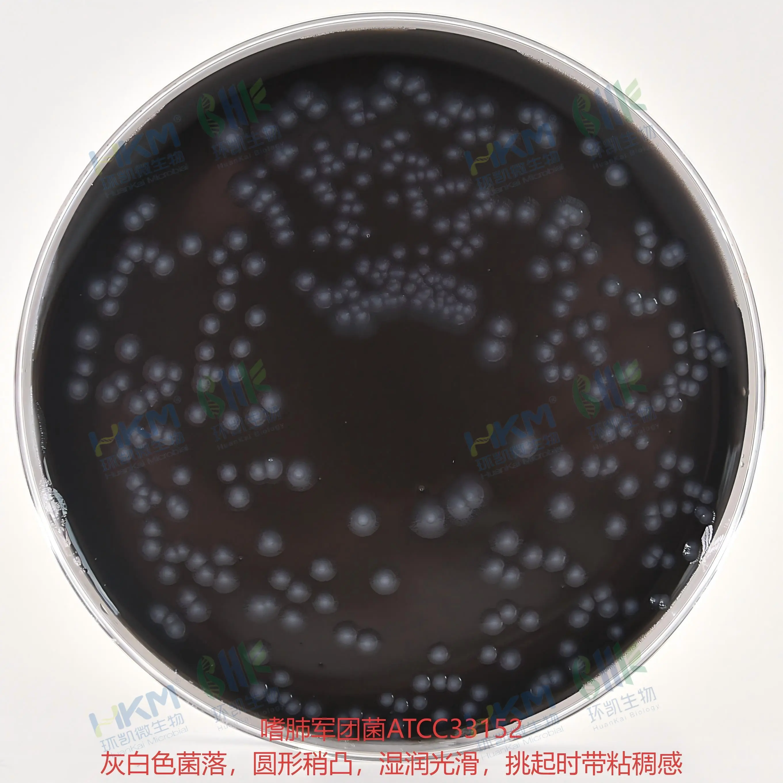 CP0040 GVPC琼脂平板(军团菌选择性平板) 90mm×20个