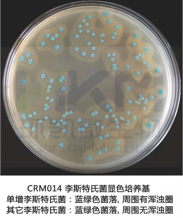 李斯特氏菌显色培养基菌落特征