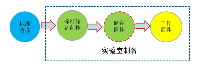 菌株的慨念分类