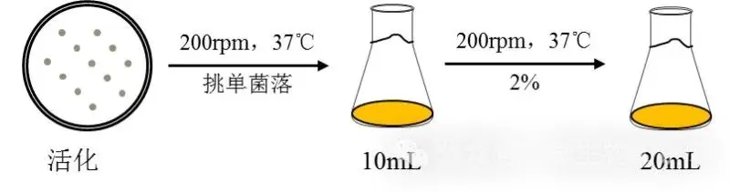 菌种活化