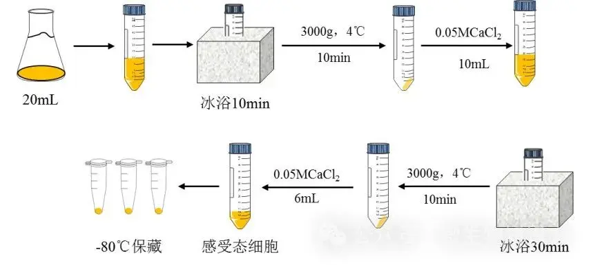 感受态细胞的制备