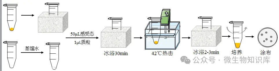 质粒化学转化
