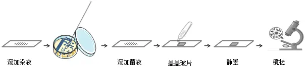 亚甲基蓝染色观察