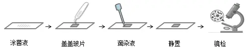 稀碘液染色观察