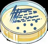 菌种信息和划线日期