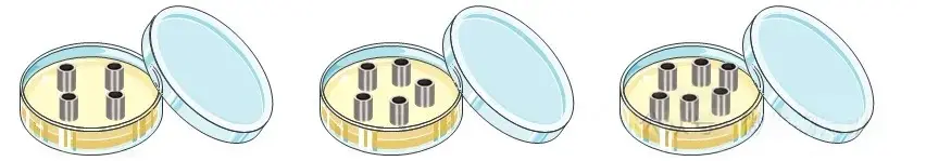 9cm培养皿放置4-6个牛津杯
