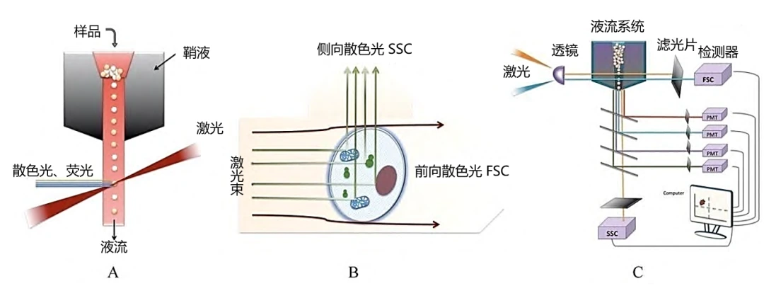 流式细胞仪的组成及工作原理