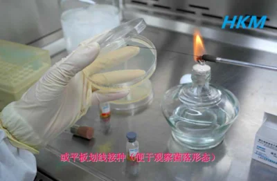 平板划线接种 平板划线接种