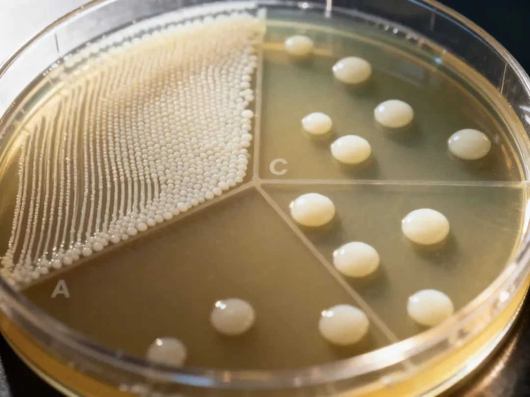 平板划线 平板划线