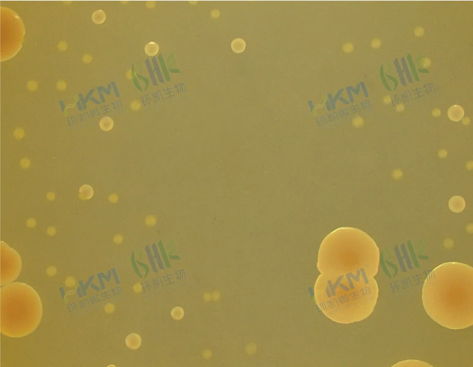 双歧杆菌琼脂培养基质量控制