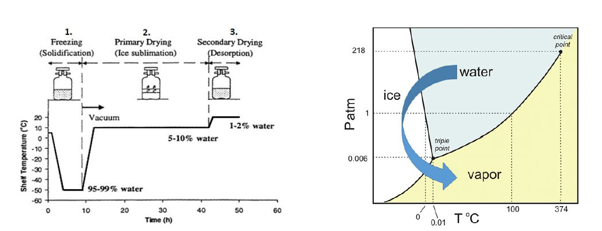 冻干工艺模拟 冻干工艺模拟