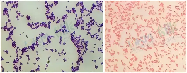 革兰氏染色液质控标准 革兰氏染色液质控标准