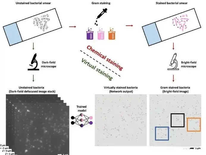 革兰氏染色平替方案