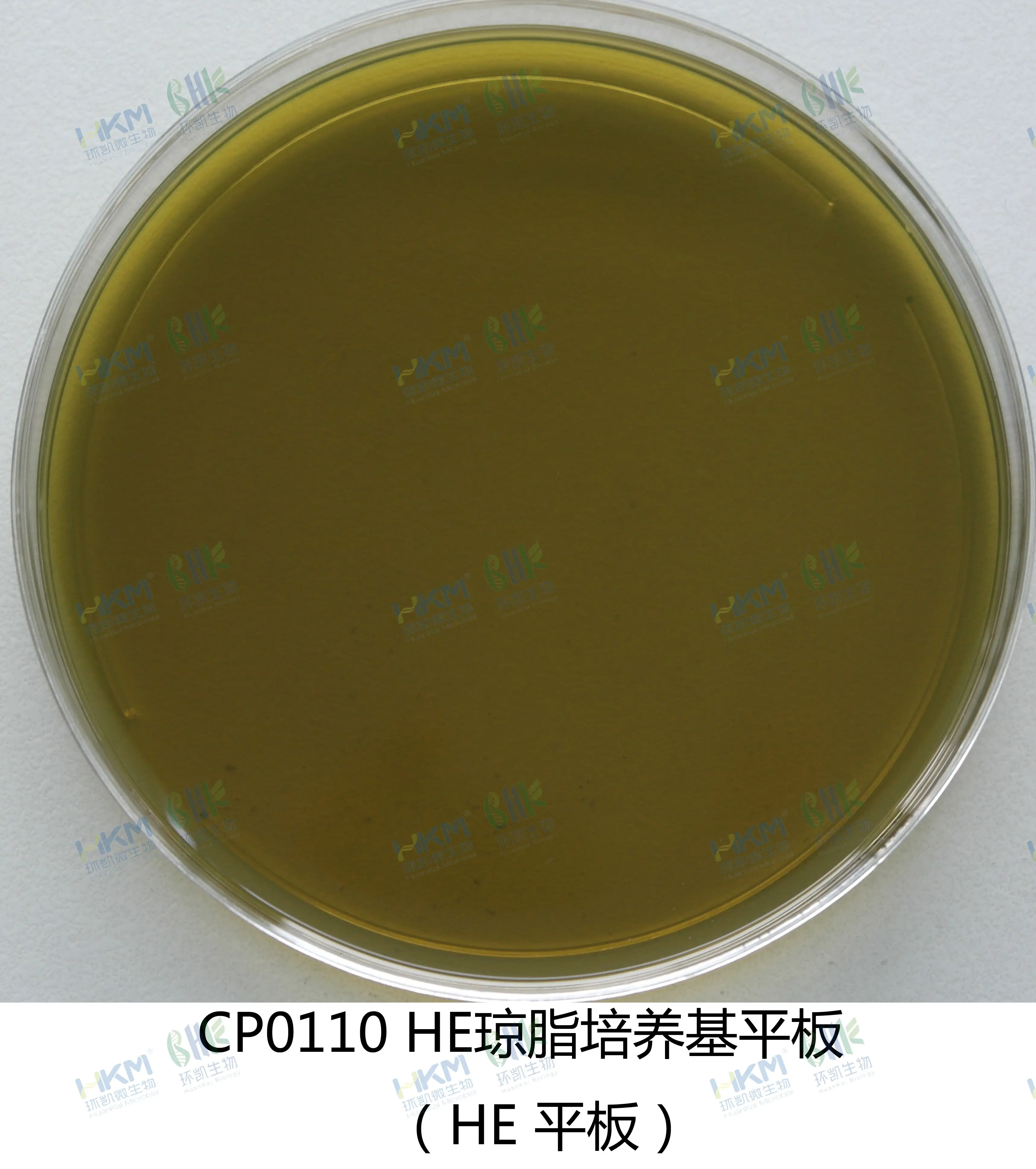 HE琼脂平板
