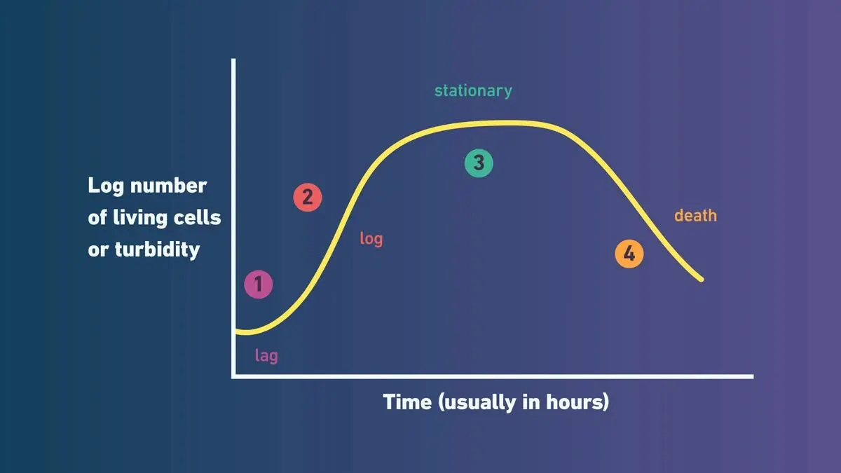 细菌生长曲线示例:分别为1)滞后期;2)指数期(对数期);3)稳定期;4)衰亡期 细菌生长曲线示例:分别为1)滞后期;2)指数期(对数期);3)稳定期;4)衰亡期