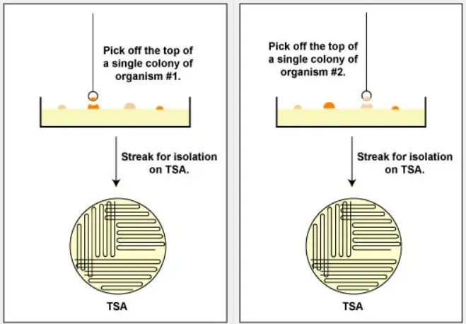 从分离板上获得纯培养物 从分离板上获得纯培养物