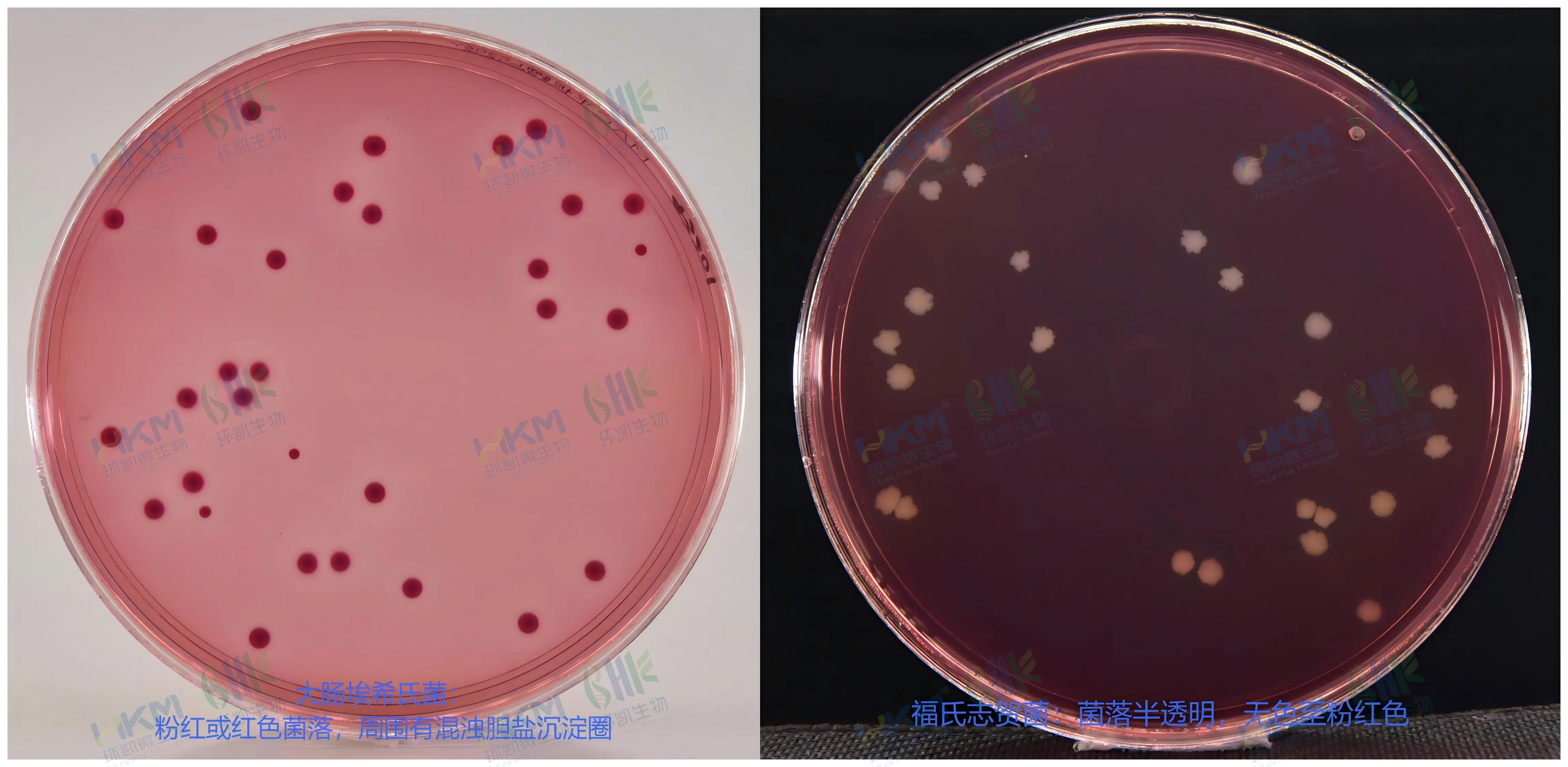 MAC平板培养基(麦康凯琼脂)(YYT1169)质量控制