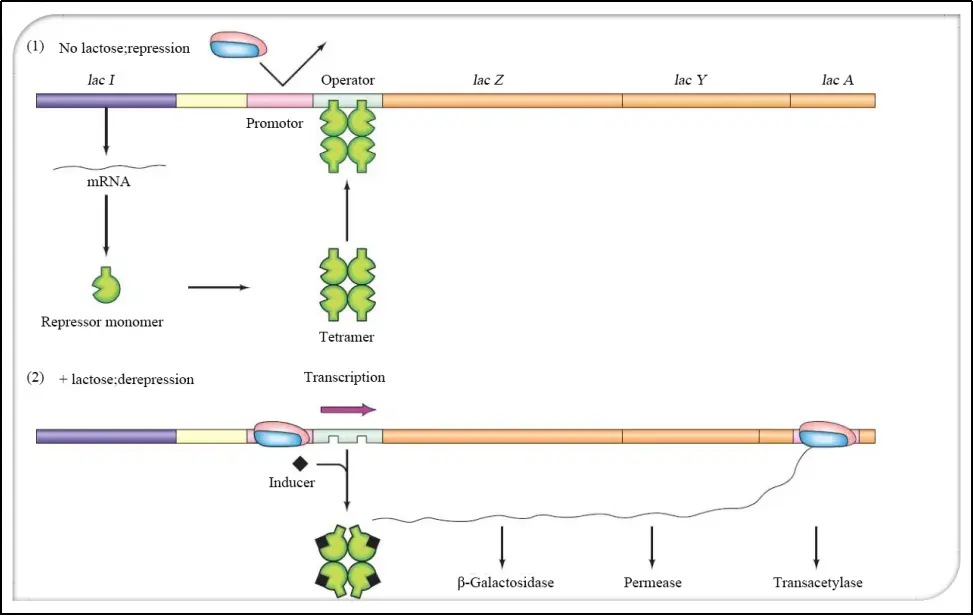 lac操纵子负调控