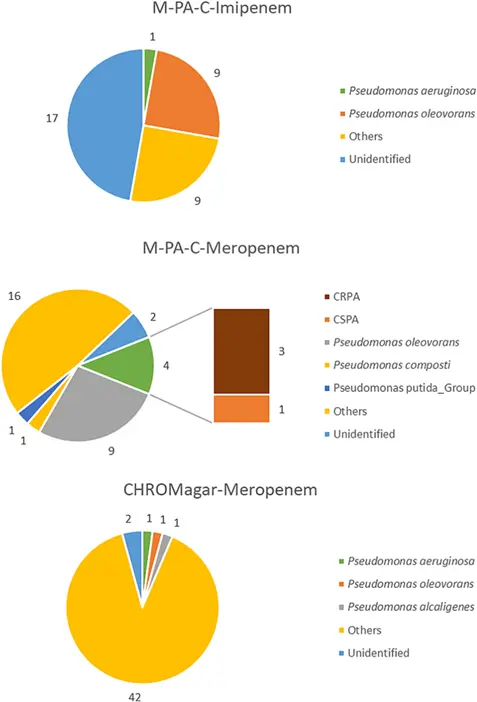 在直接对M-PA-C和CHROMagar进行废水直接镀层时发现的所有疑似菌落的比例,以及加抗生素的假单胞菌和铜质假单胞菌的比例 在直接对M-PA-C和CHROMagar进行废水直接镀层时发现的所有疑似菌落的比例,以及加抗生素的假单胞菌和铜质假单胞菌的比例